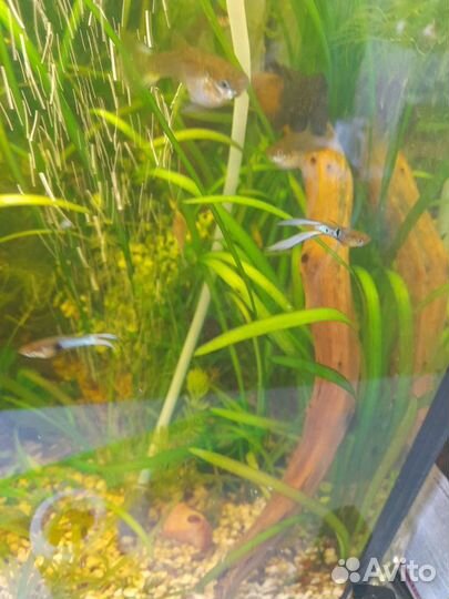 Рыбки-растения