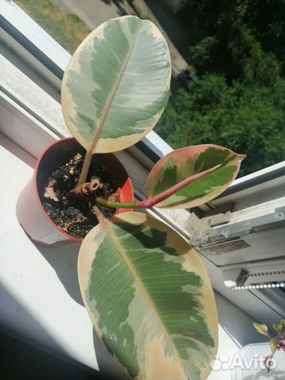 Фикус бенджамина, бейлиз, кротон