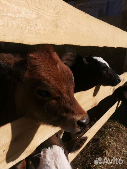 Джерсейская телочка