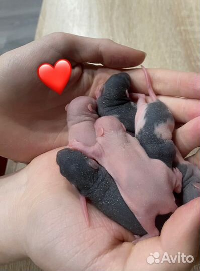 Крыса дамбо