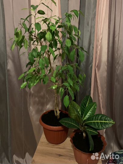 Фикус бенджамина и кротон
