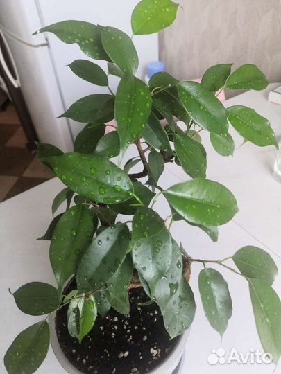 Фикус бенджамина