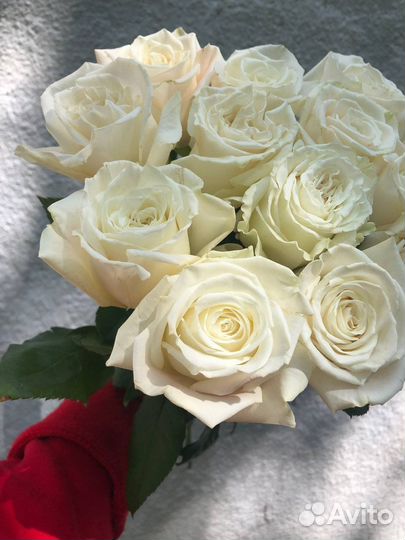 Белые розы Эквадор премиум