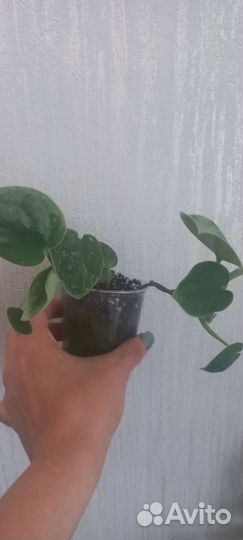 Сциндапсус