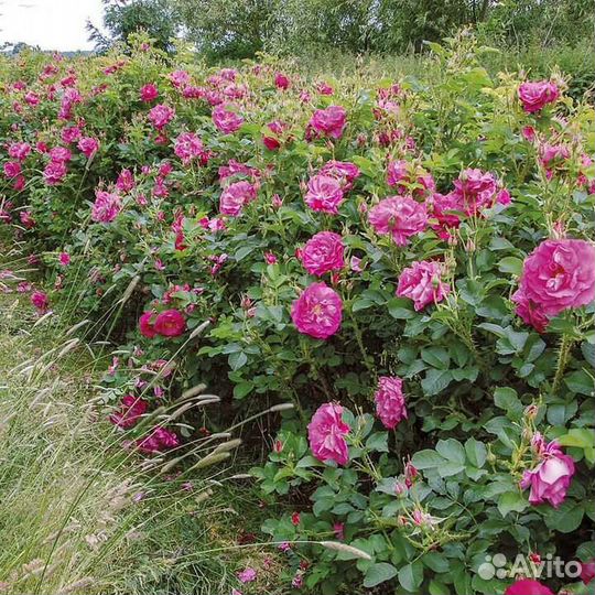 Роза ругоза