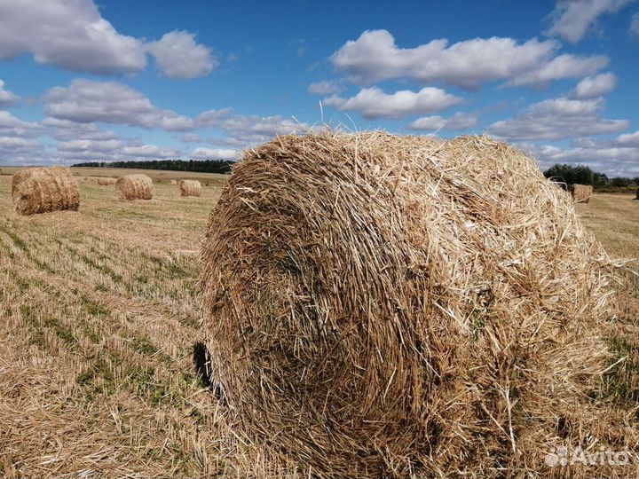 Сено-Солома в Урицком