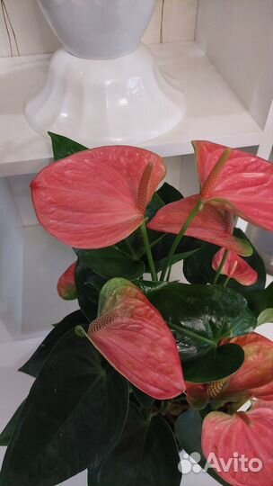 Антуриум Свит Дрим и другие растения