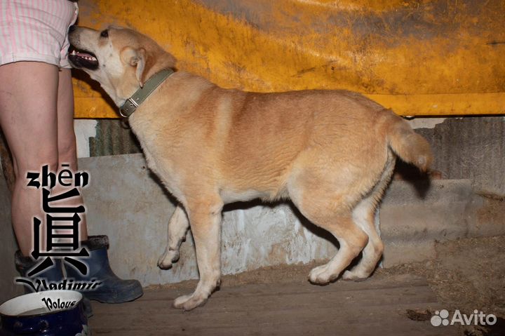 Помогите спасти собак