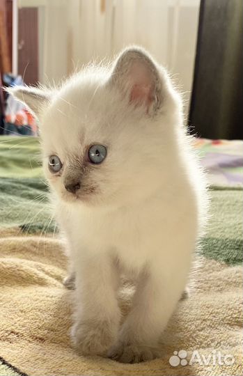Шотландские котята