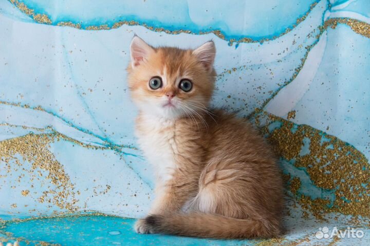 Золотые котики