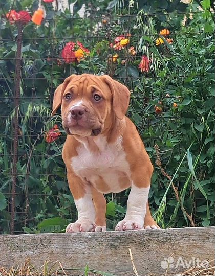 Заводная Апельсинка американский булли