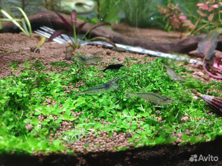 Креветки Амано. Растения