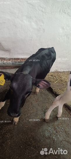 Крс Телята мясные