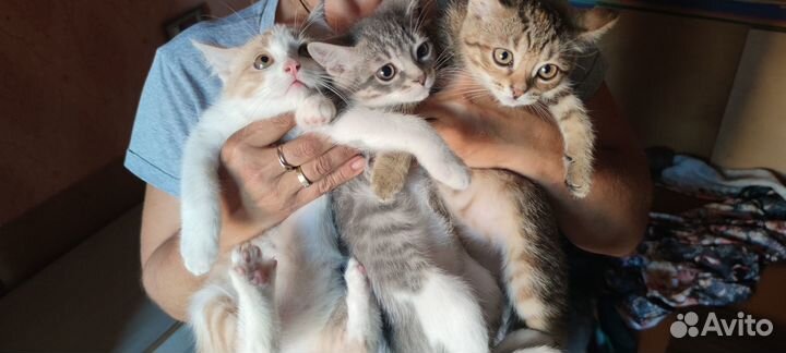 Котята малыши в дар