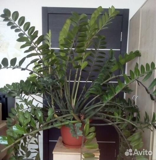 Замиокулькас