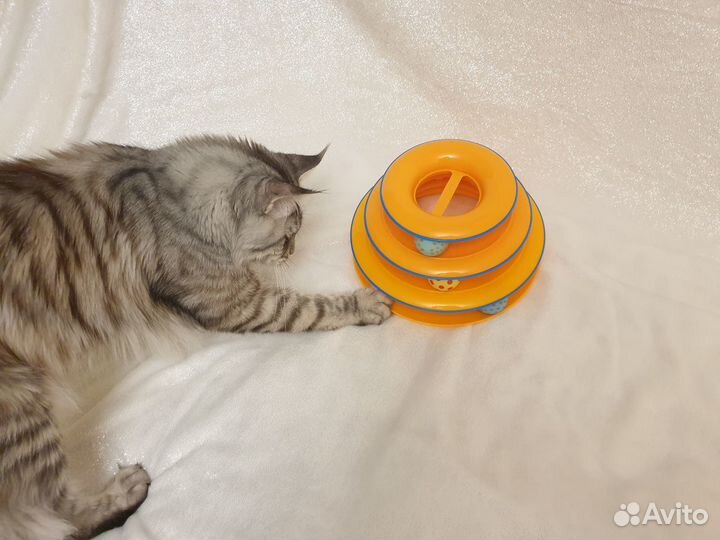 Игрушка для кошек пирамидка с шариками