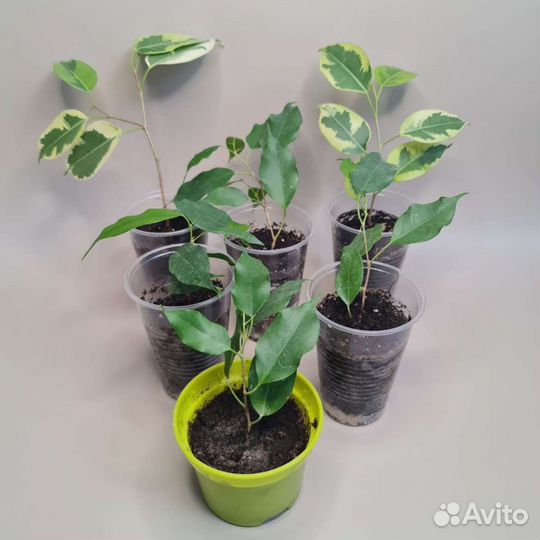 Фикус бенджамина