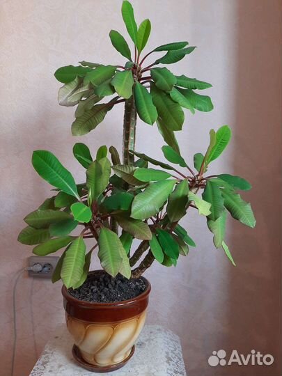 Цветы молочая