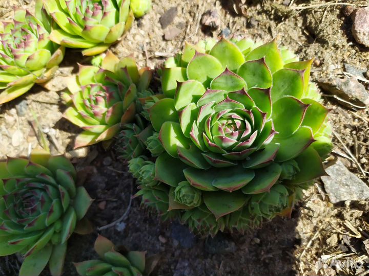 Молодило каменная роза