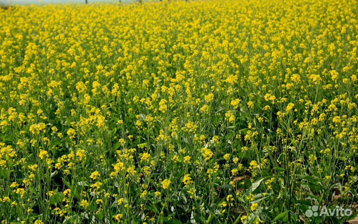 Горчица белая (семена)