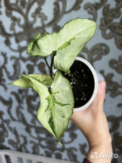 Сингониум три короля