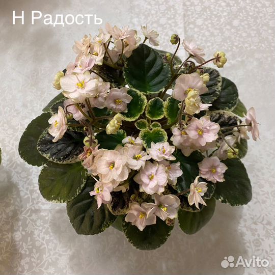 Фиалки пестролистные срез листа