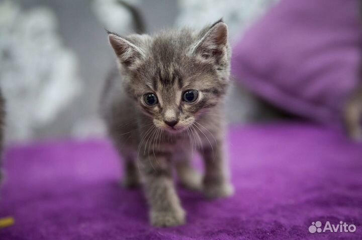 Отдам котят