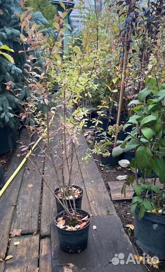 Бирючина h 80