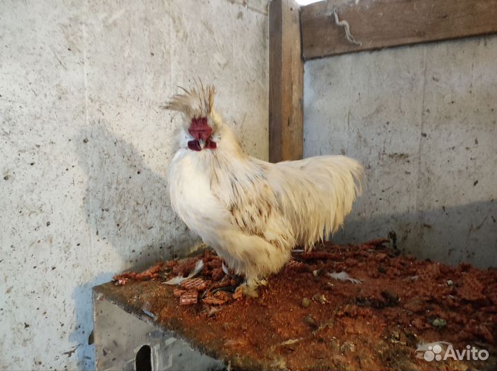 Молодые петухи