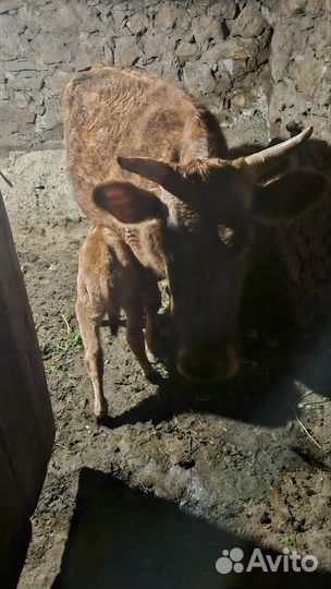 Корова дойная с теленком