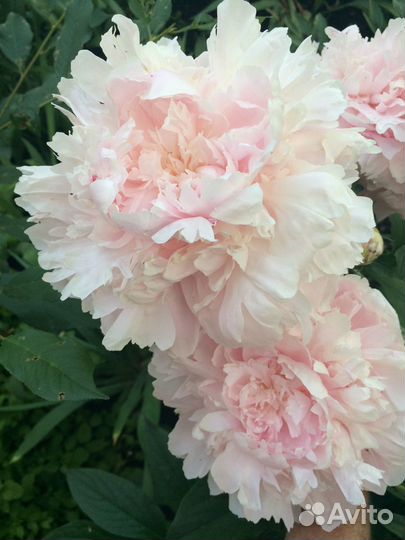 Сортовые пионы осень 2023