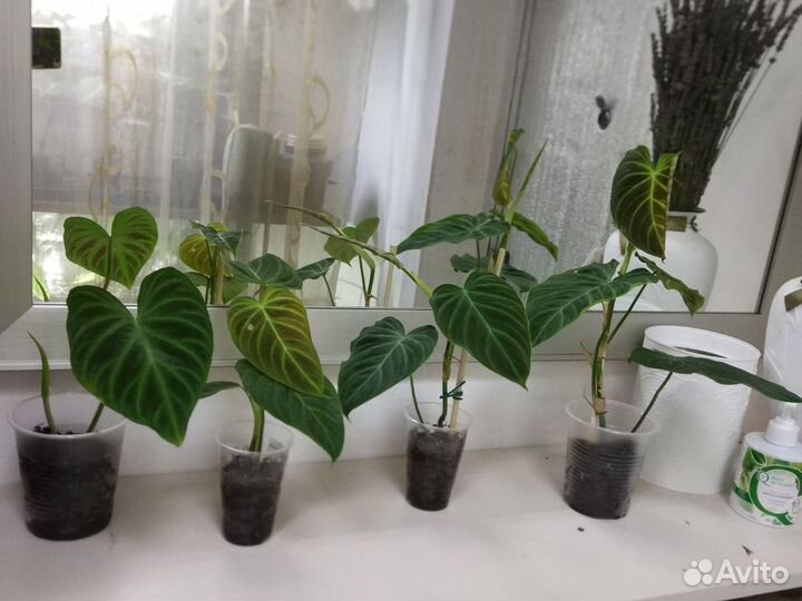 Домашние цветы/разные