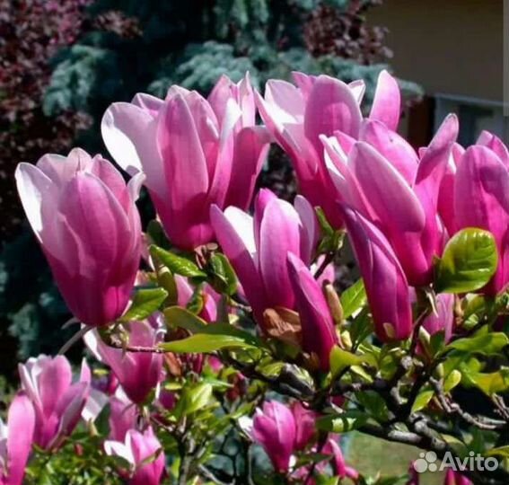 Саженцы Магнолия Суланжа