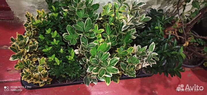 Можжевельник, ель, сосна Крымская, цветы