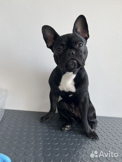 Грумер, экспресс линька собак