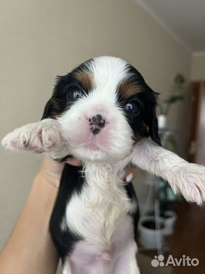 Кавалер кинг чарльз