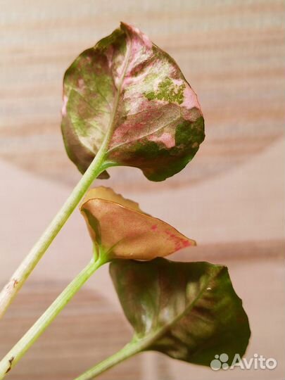 Сингониум Клубничный лед galaxy