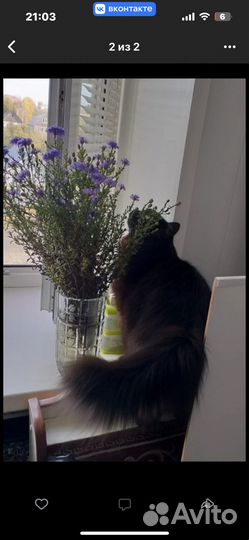 Кошка в дар бесплатно