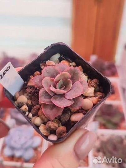 Здоровые эхеверии по 200