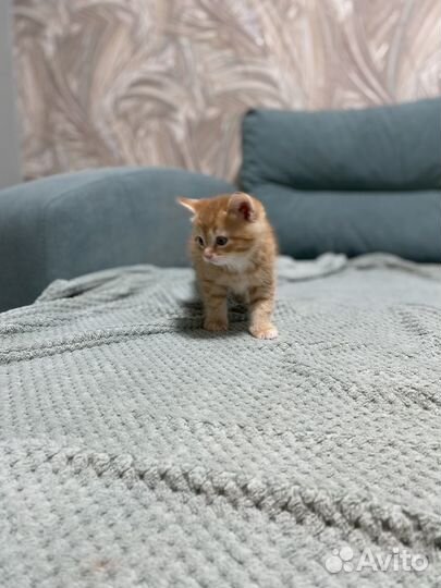 Котенок в добрые руки