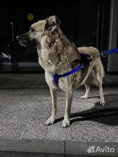 Собака в добрые руки (мальчик)