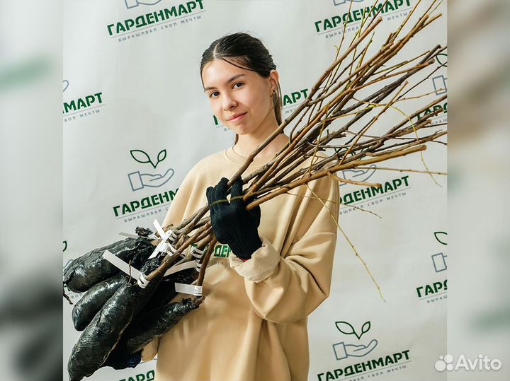 Саженцы черешни. Оптом