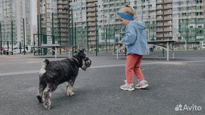 Передержка собак малых и средних пород