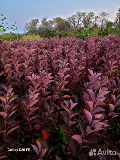 Черёмуха краснолистная