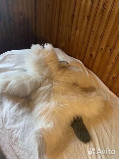 Игрушечная собака