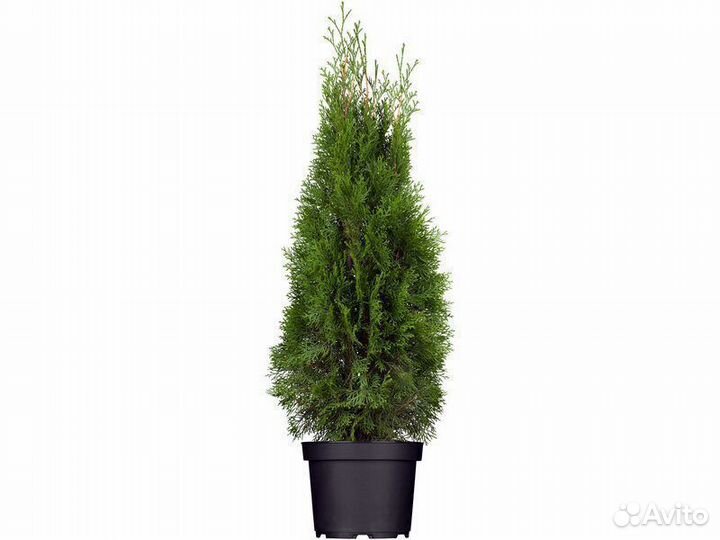 Туя в мультиплатах