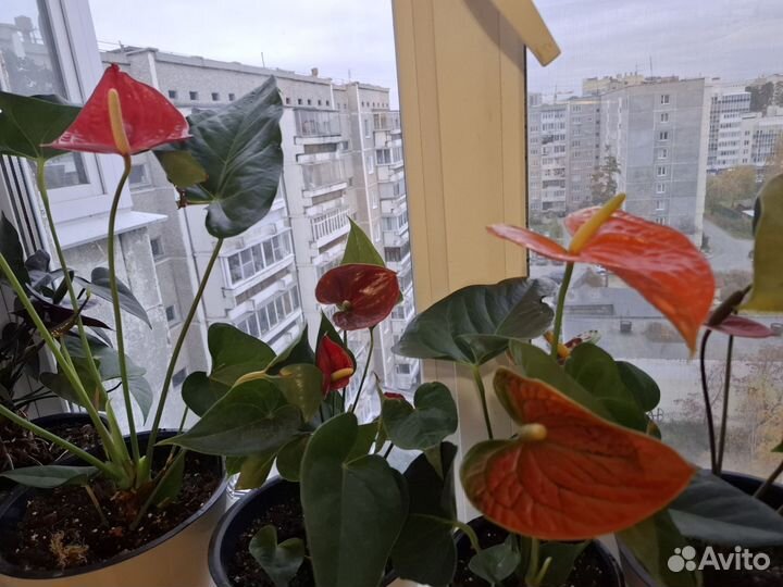 Комнатные цветы антуриум