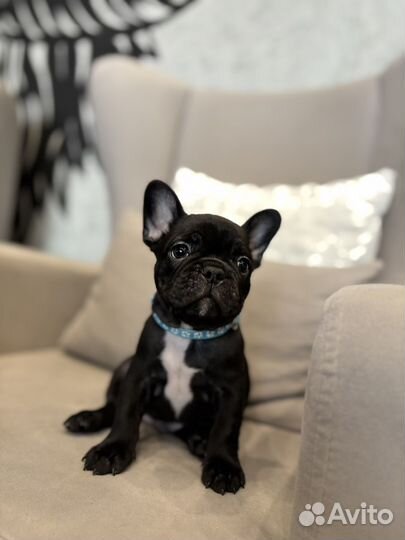 Французский бульдог