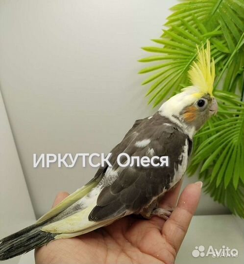 Ручные птенцы кореллы