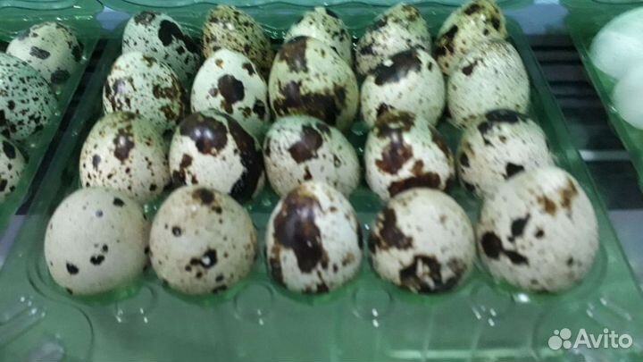 Яйцо перепелинное